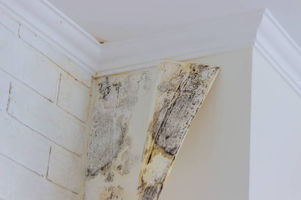 Best Water damage restoration services  in USA